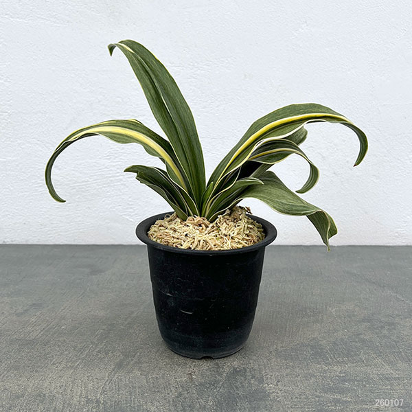 オモト(万年青):錦明鳳(きんめいほう) 4号プラ鉢植え【現品販売263617】