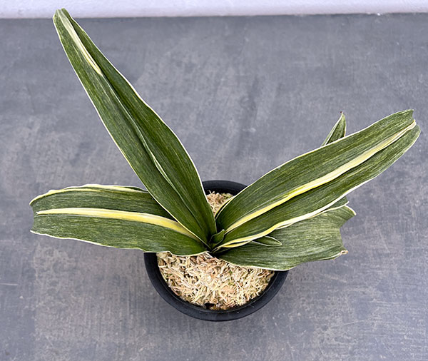 オモト(万年青):錦明鳳(きんめいほう) 4号プラ鉢植え【現品販売263617】