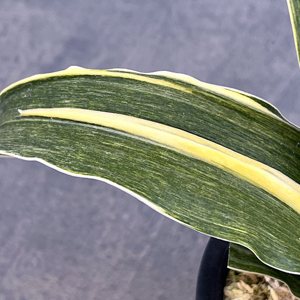 オモト(万年青):錦明鳳(きんめいほう) 4号プラ鉢植え【現品販売263617】