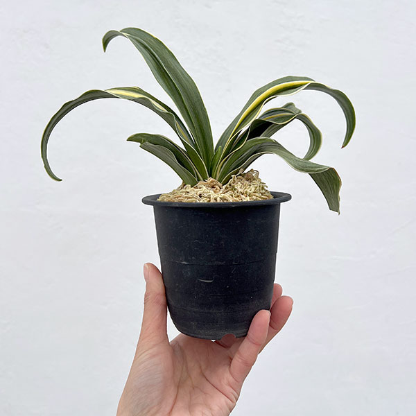 オモト(万年青):錦明鳳(きんめいほう) 4号プラ鉢植え【現品販売263617】