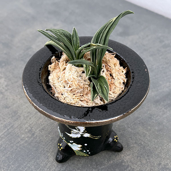 オモト（万年青）：瑞泉（ずいせん）　錦鉢（鶴）植え（内径約7ｃｍ、外径約11ｃｍ）【現品販売263618】