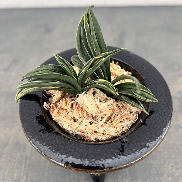 オモト（万年青）：瑞泉（ずいせん）　錦鉢（鶴）植え（内径約7ｃｍ、外径約11ｃｍ）【現品販売263618】