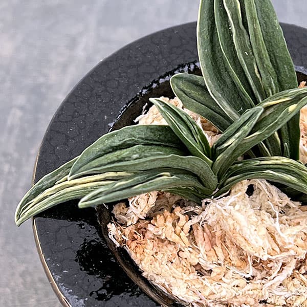 オモト（万年青）：瑞泉（ずいせん）　錦鉢（鶴）植え（内径約7ｃｍ、外径約11ｃｍ）【現品販売263618】