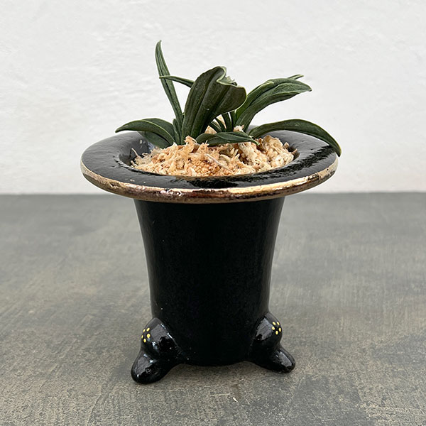 オモト（万年青）：瑞泉（ずいせん）　錦鉢（鶴）植え（内径約7ｃｍ、外径約11ｃｍ）【現品販売263618】