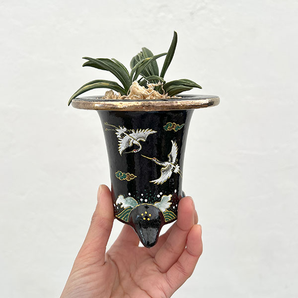 オモト（万年青）：瑞泉（ずいせん）　錦鉢（鶴）植え（内径約7ｃｍ、外径約11ｃｍ）【現品販売263618】