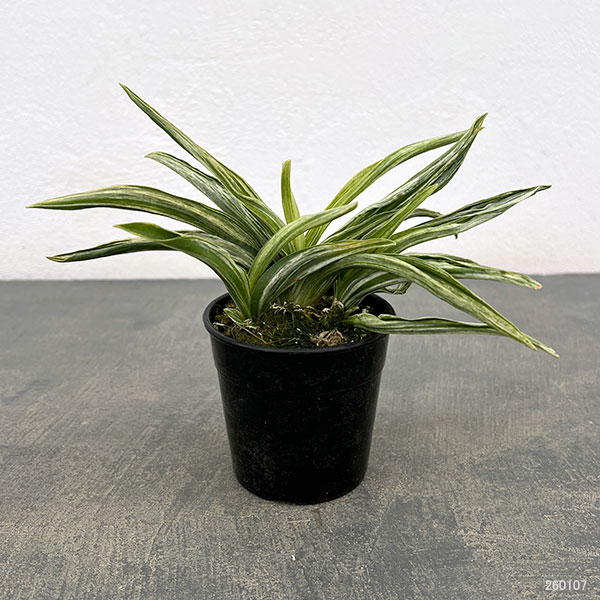 オモト（万年青）：千代田実生　2.5号プラ鉢植え【現品販売263619】