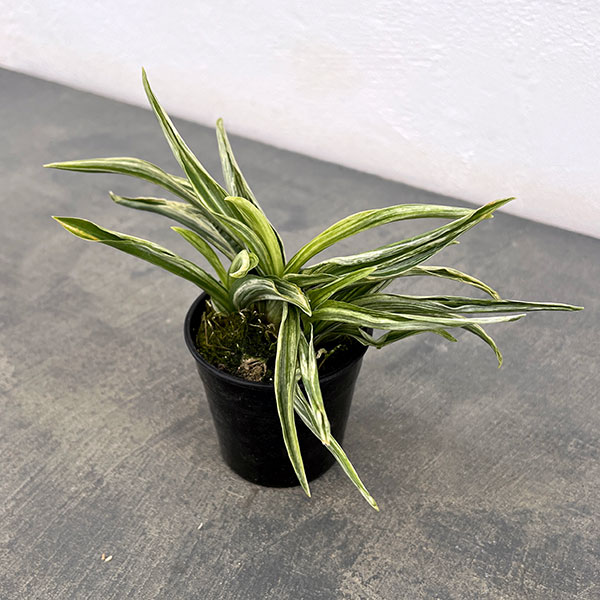 オモト（万年青）：千代田実生　2.5号プラ鉢植え【現品販売263619】