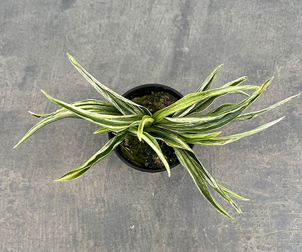 オモト（万年青）：千代田実生　2.5号プラ鉢植え【現品販売263619】