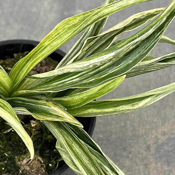 オモト（万年青）：千代田実生　2.5号プラ鉢植え【現品販売263619】