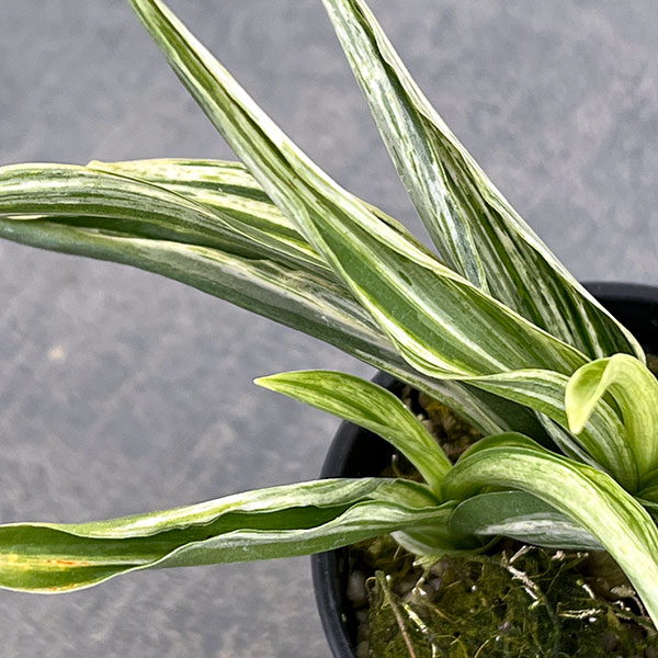 オモト（万年青）：千代田実生　2.5号プラ鉢植え【現品販売263619】