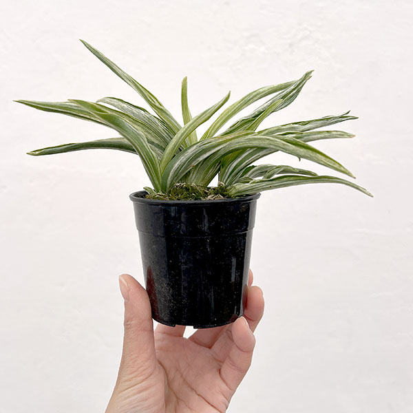 オモト（万年青）：千代田実生　2.5号プラ鉢植え【現品販売263619】