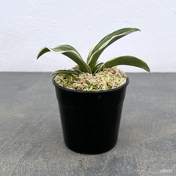 オモト（万年青）：八紘錦　(はっこうにしき)　2.5号プラ鉢植え【現品販売263620】