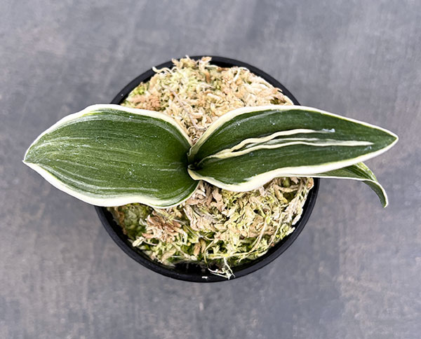 オモト（万年青）：八紘錦　(はっこうにしき)　2.5号プラ鉢植え【現品販売263620】