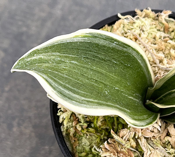 オモト（万年青）：八紘錦　(はっこうにしき)　2.5号プラ鉢植え【現品販売263620】