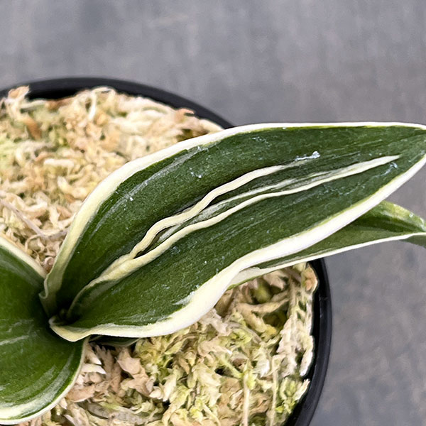 オモト（万年青）：八紘錦　(はっこうにしき)　2.5号プラ鉢植え【現品販売263620】