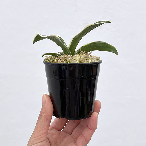 オモト（万年青）：八紘錦　(はっこうにしき)　2.5号プラ鉢植え【現品販売263620】