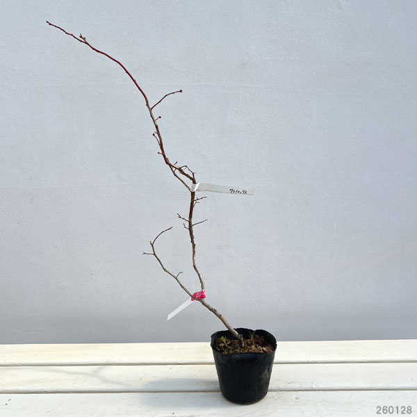 ブルーベリー：クライマックス3号ポット