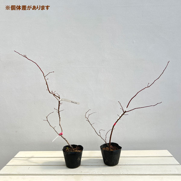 ブルーベリー：クライマックス3号ポット