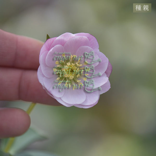 【お1人様1ポット】大和園さんのクリスマスローズ苗:25-01ペールピンクダブル×ピコティー小輪早咲きタイプsd3号ポット