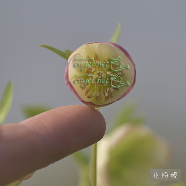 【お1人様1ポット】大和園さんのクリスマスローズ苗:25-01ペールピンクダブル×ピコティー小輪早咲きタイプsd3号ポット