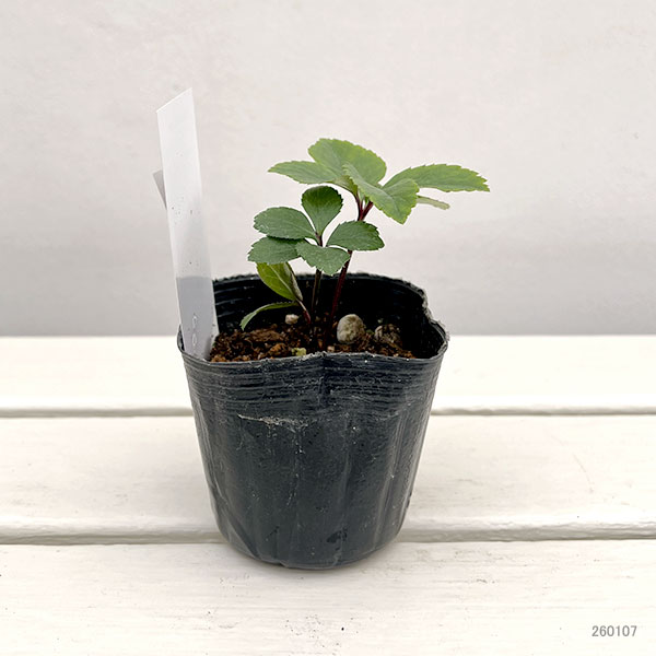 【お1人様1ポット】大和園さんのクリスマスローズ苗:25-01ペールピンクダブル×ピコティー小輪早咲きタイプsd3号ポット