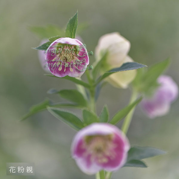 【お1人様1ポット】大和園さんのクリスマスローズ苗:25-02イエローパステリッシュ×パステリッシュ小輪系3号ポット