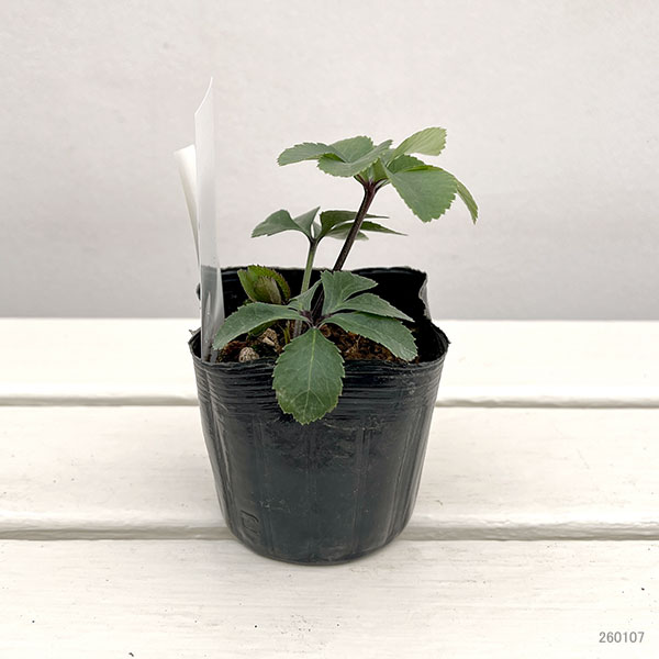 【お1人様1ポット】大和園さんのクリスマスローズ苗:25-02イエローパステリッシュ×パステリッシュ小輪系3号ポット