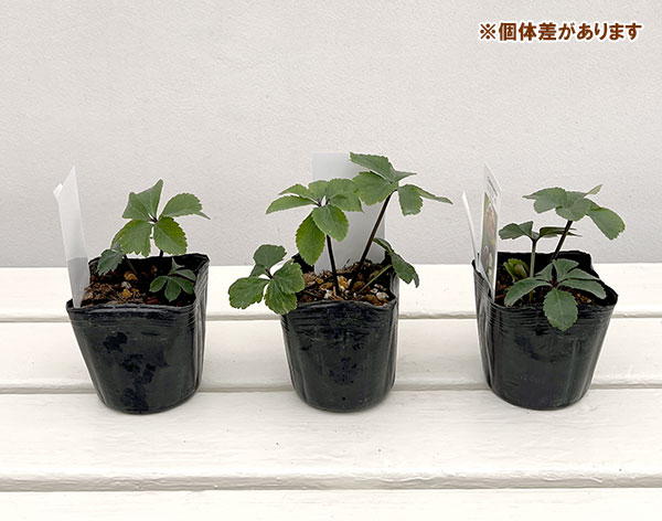 【お1人様1ポット】大和園さんのクリスマスローズ苗:25-02イエローパステリッシュ×パステリッシュ小輪系3号ポット