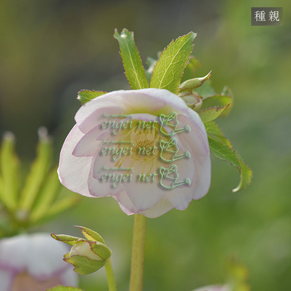 【お1人様1ポット】大和園さんのクリスマスローズ苗：25-03ピンクピコティーダブル×ペールピンクダブル3号ポット