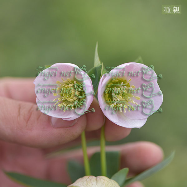 【お1人様1ポット】大和園さんのクリスマスローズ苗:25-04小輪ペールピンクシングル×小輪ピンクセミダブル3号ポット