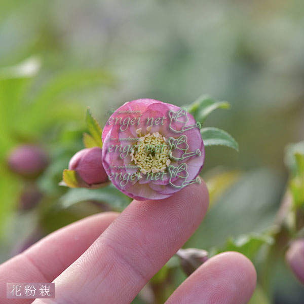 【お1人様1ポット】大和園さんのクリスマスローズ苗:25-04小輪ペールピンクシングル×小輪ピンクセミダブル3号ポット