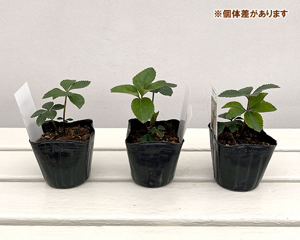 【お1人様1ポット】大和園さんのクリスマスローズ苗:25-04小輪ペールピンクシングル×小輪ピンクセミダブル3号ポット