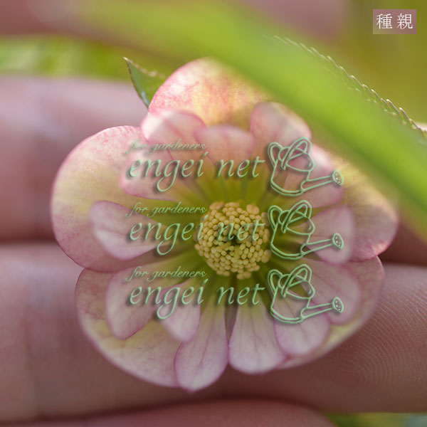 【お1人様1ポット】大和園さんのクリスマスローズ苗:25-05ダブルピンク×グリーンカップダブル3号ポット