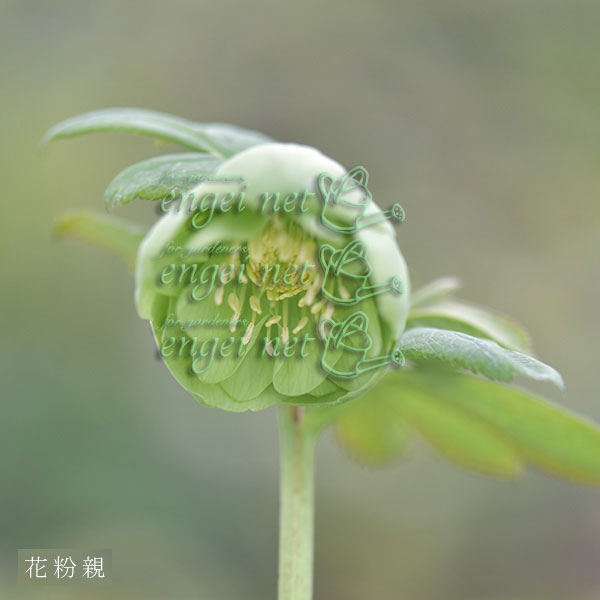 【お1人様1ポット】大和園さんのクリスマスローズ苗:25-05ダブルピンク×グリーンカップダブル3号ポット