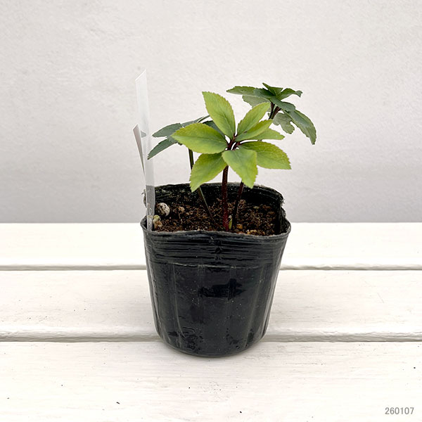 【お1人様1ポット】大和園さんのクリスマスローズ苗:25-05ダブルピンク×グリーンカップダブル3号ポット