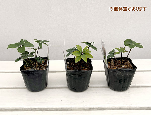 【お1人様1ポット】大和園さんのクリスマスローズ苗:25-05ダブルピンク×グリーンカップダブル3号ポット