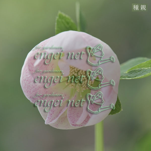 【お1人様1ポット】大和園さんのクリスマスローズ苗:25-06中輪フレックルキスカップ咲き×中輪フレックルキスカップ咲き3号ポット