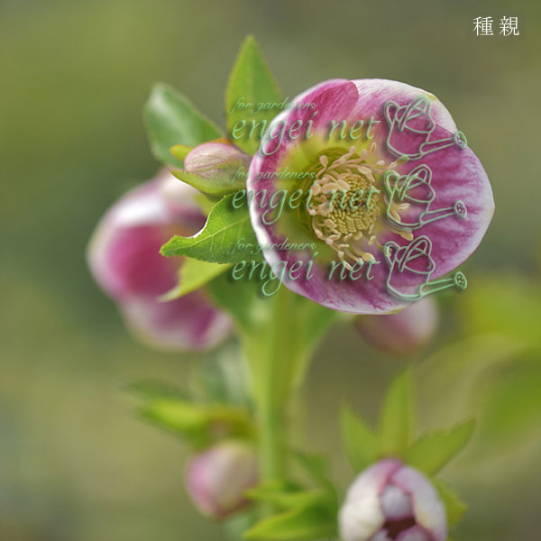 【お1人様1ポット】大和園さんのクリスマスローズ苗：25-07パステリッシュ×小輪パステリッシュ3号ポット