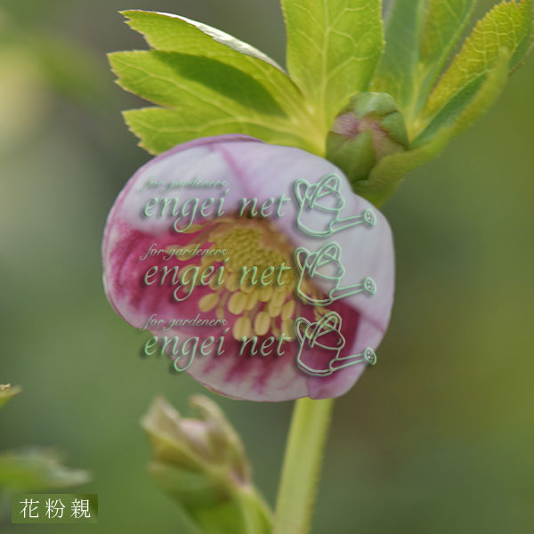 【お1人様1ポット】大和園さんのクリスマスローズ苗：25-07パステリッシュ×小輪パステリッシュ3号ポット