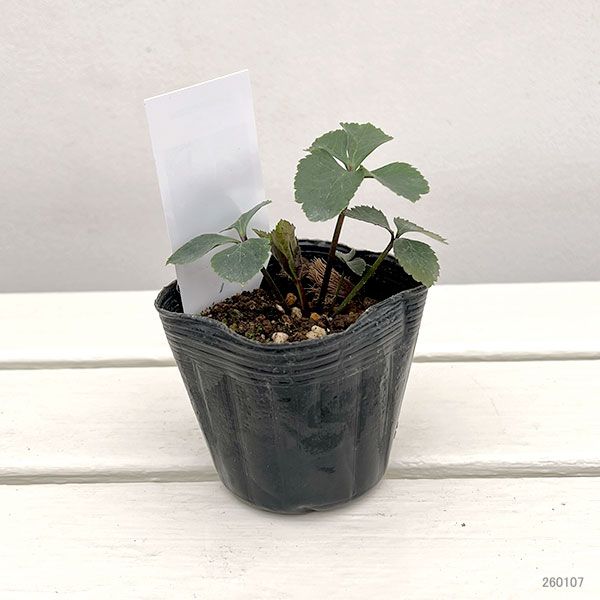 【お1人様1ポット】大和園さんのクリスマスローズ苗：25-07パステリッシュ×小輪パステリッシュ3号ポット