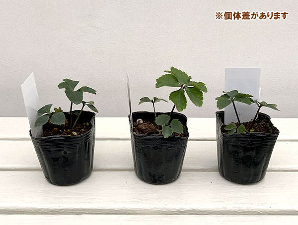 【お1人様1ポット】大和園さんのクリスマスローズ苗：25-07パステリッシュ×小輪パステリッシュ3号ポット