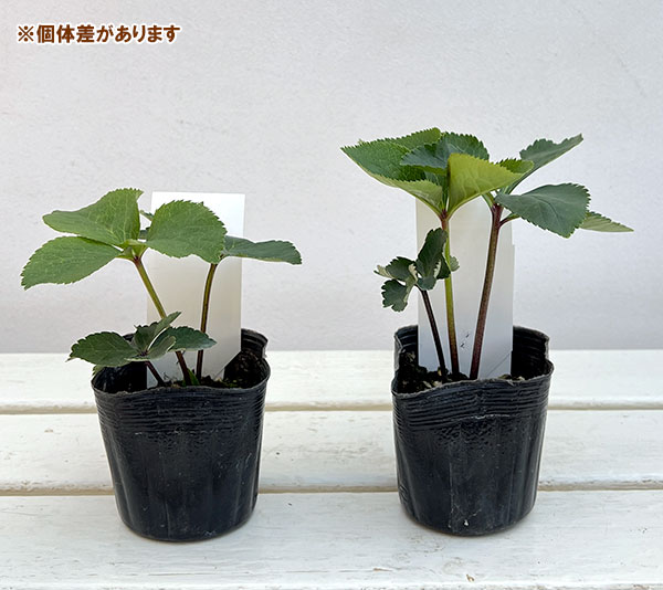 クリスマスローズ　大和園　グリーンパステ　カップ咲き　開花6号苗　※株分けも可 園芸ネット本店｜【お1人様1ポット】大和園さんのクリスマスローズ苗