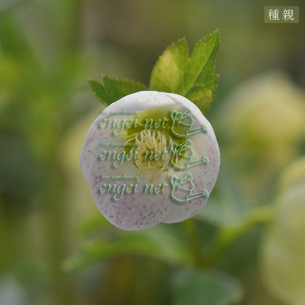 【お1人様1ポット】大和園さんのクリスマスローズ苗：25-08小輪シングルスポット×小輪フレックルキスｓｄ3号ポット