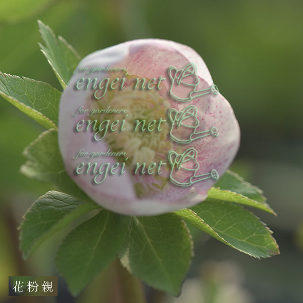 【お1人様1ポット】大和園さんのクリスマスローズ苗：25-08小輪シングルスポット×小輪フレックルキスｓｄ3号ポット