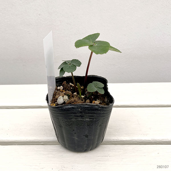 【お1人様1ポット】大和園さんのクリスマスローズ苗：25-08小輪シングルスポット×小輪フレックルキスｓｄ3号ポット