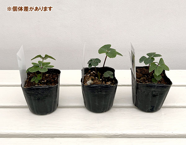 【お1人様1ポット】大和園さんのクリスマスローズ苗：25-08小輪シングルスポット×小輪フレックルキスｓｄ3号ポット