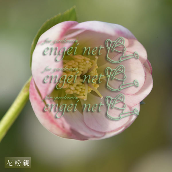 【お1人様1ポット】大和園さんのクリスマスローズ苗：25-09ペールピンクダブル×ペールピンクダブル3号ポット