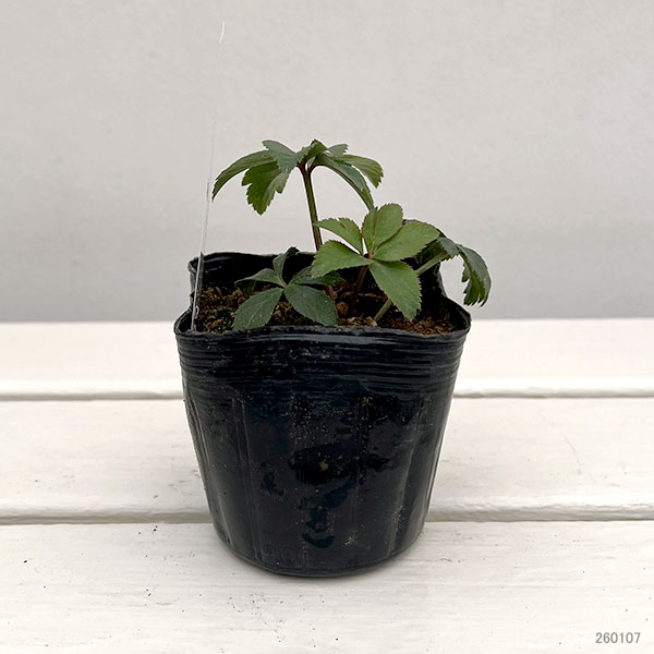 【お1人様1ポット】大和園さんのクリスマスローズ苗：25-09ペールピンクダブル×ペールピンクダブル3号ポット