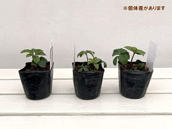 【お1人様1ポット】大和園さんのクリスマスローズ苗：25-09ペールピンクダブル×ペールピンクダブル3号ポット