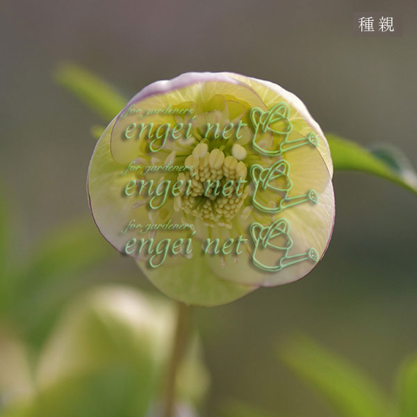 【お1人様1ポット】大和園さんのクリスマスローズ苗:25-10小輪セミダブルピコティー×小輪セミダブルピコティー3号ポット